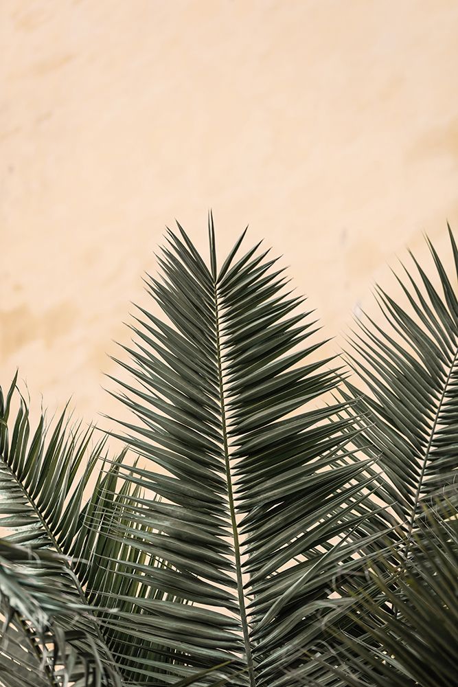 Palm Leaves And Wall_1 art print by 1x Studio III for $57.95 CAD