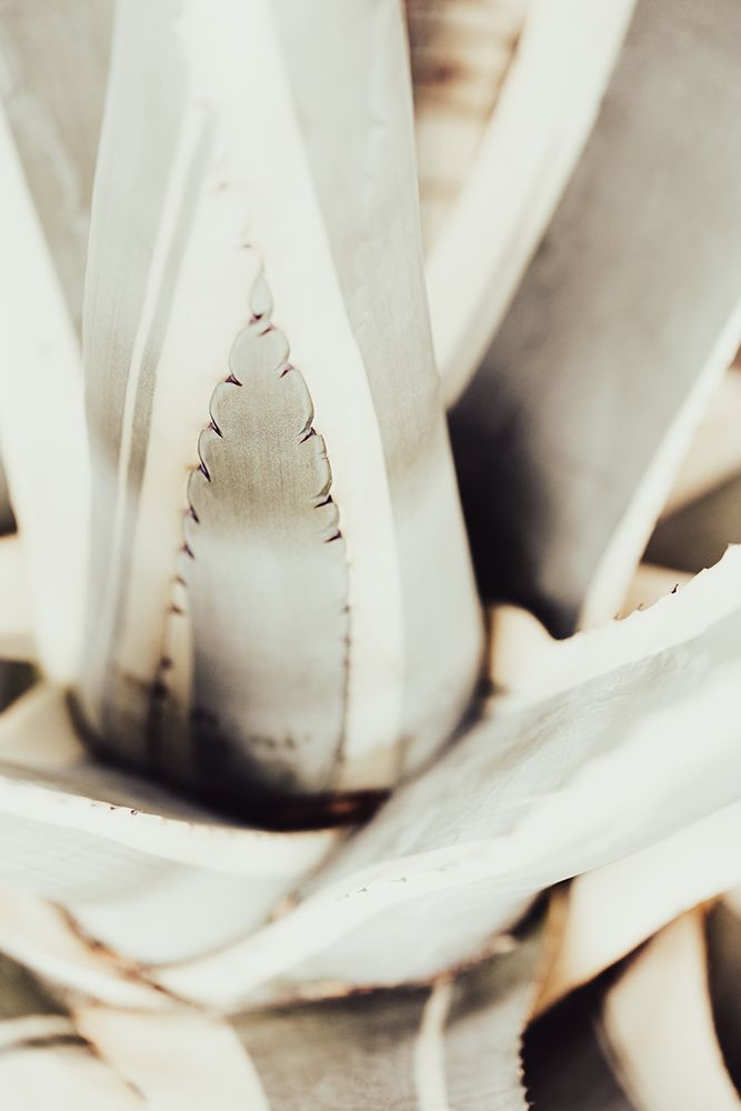 Plant Close Up_1 art print by 1x Studio III for $57.95 CAD