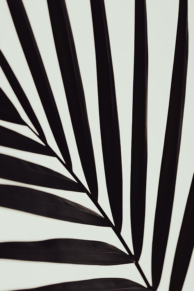 Graphic palm leaf_1 art print by 1x Studio III for $57.95 CAD