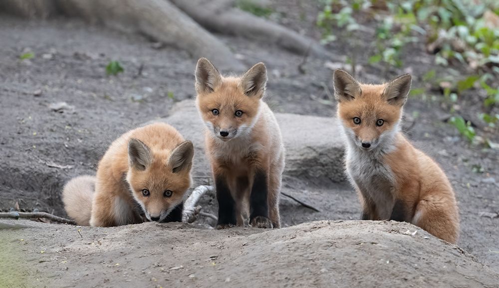 fox art print by Qing Li for $57.95 CAD