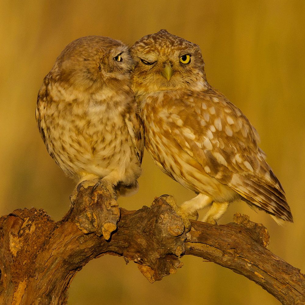 Sweet Couple art print by David Manusevich for $57.95 CAD