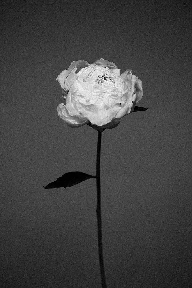 Peony art print by Antonida Frolova for $57.95 CAD