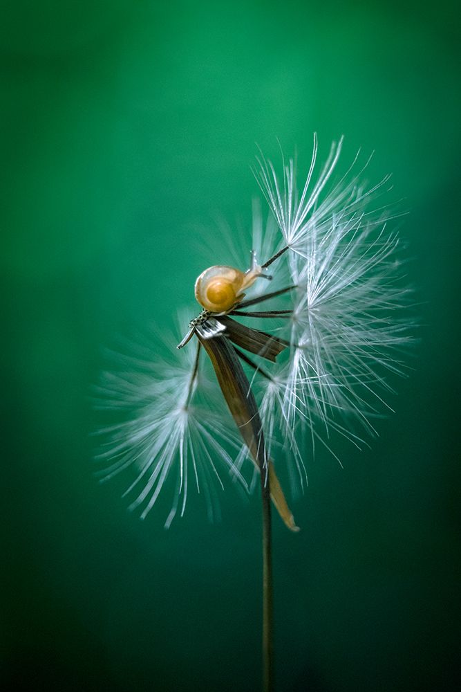 Wish I Can Fly art print by Arief Putranto for $57.95 CAD