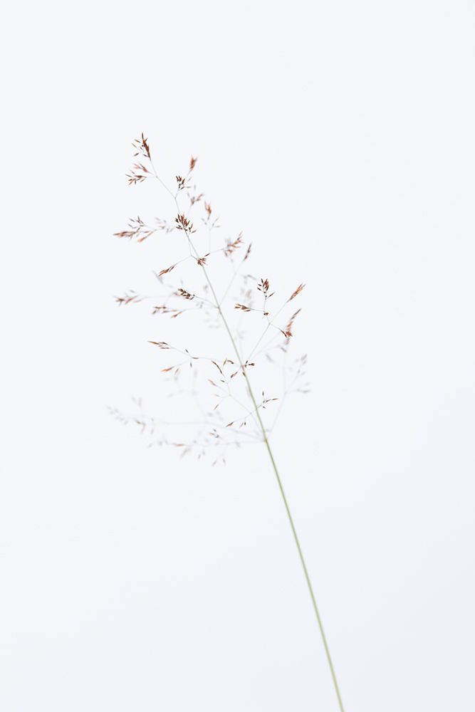 Single dried grass straw art print by 1x Studio III for $57.95 CAD