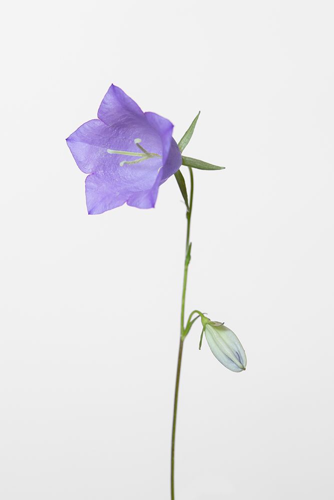 Bluebell_gray background art print by 1x Studio III for $57.95 CAD