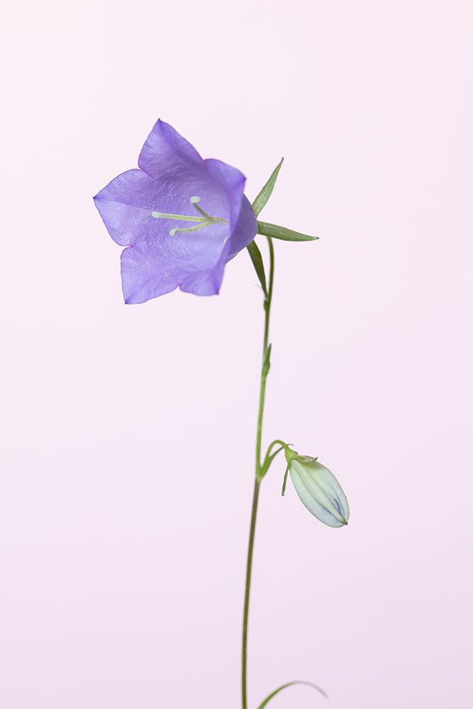 Bluebell_pink background art print by 1x Studio III for $57.95 CAD