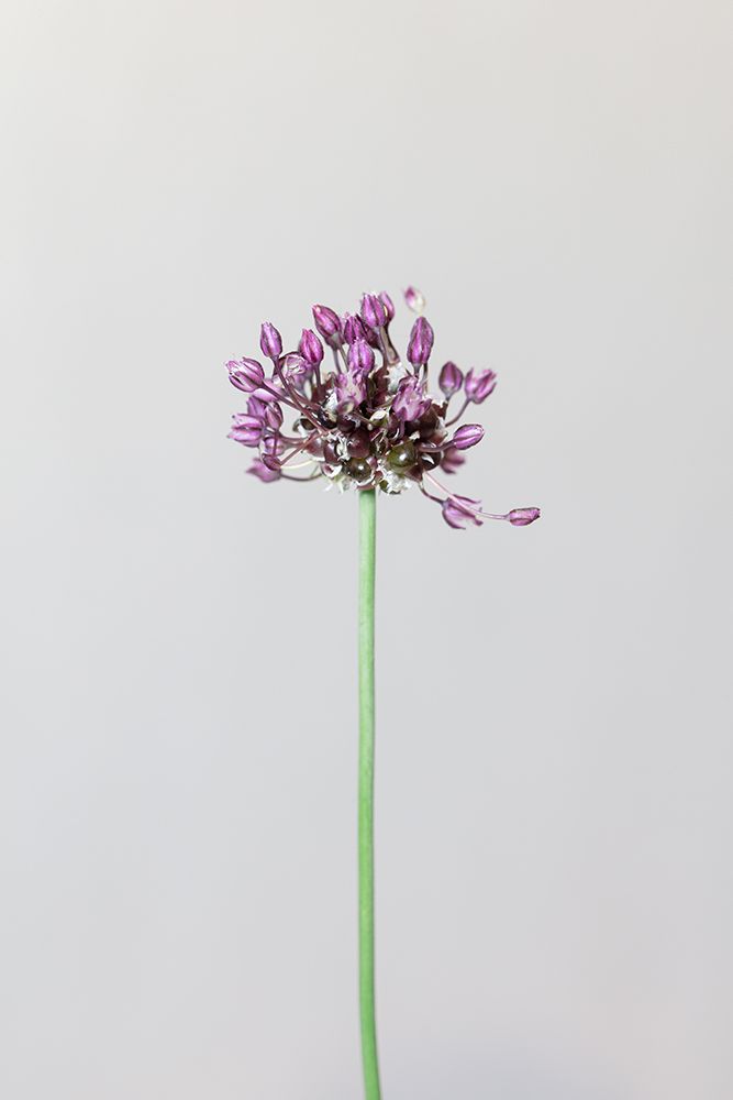 Chive Flower art print by 1x Studio III for $57.95 CAD