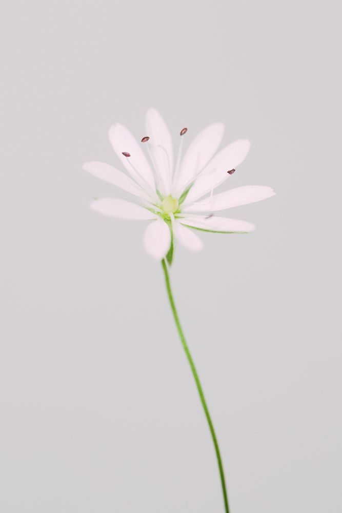 Small pink flower art print by 1x Studio III for $57.95 CAD