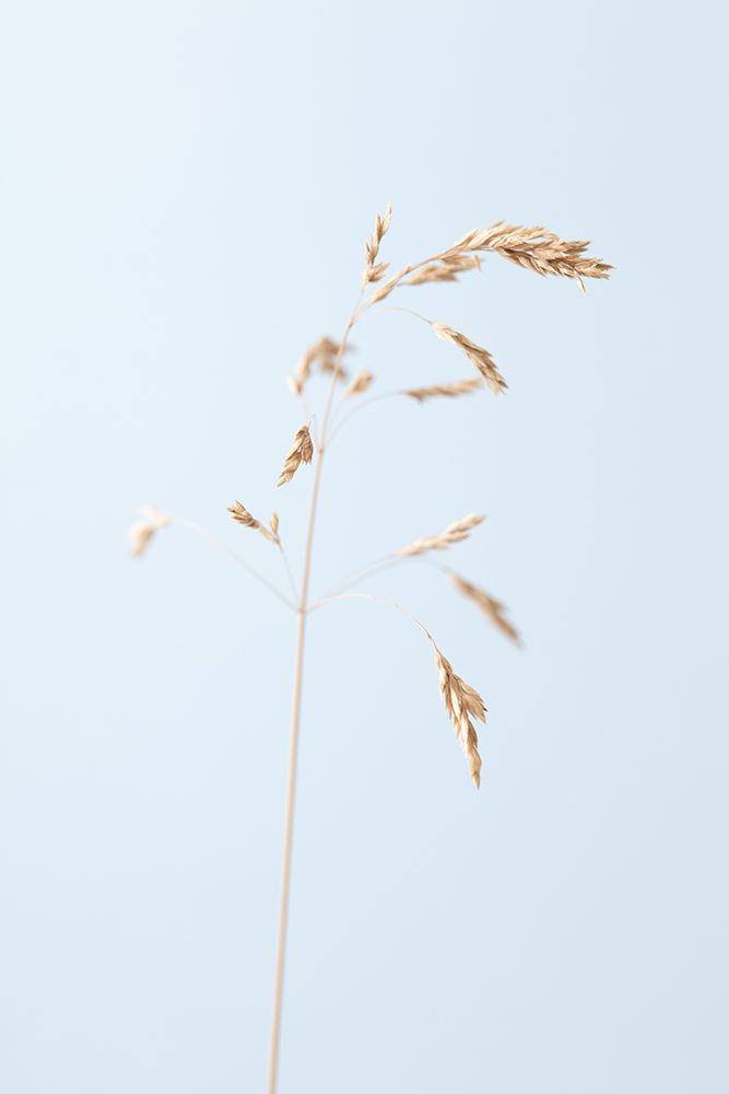 Dried single grass straw_2 art print by 1x Studio III for $57.95 CAD