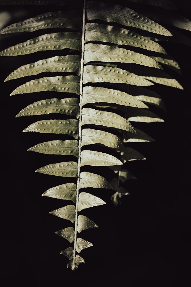 Fern Leaf art print by 1x Studio III for $57.95 CAD