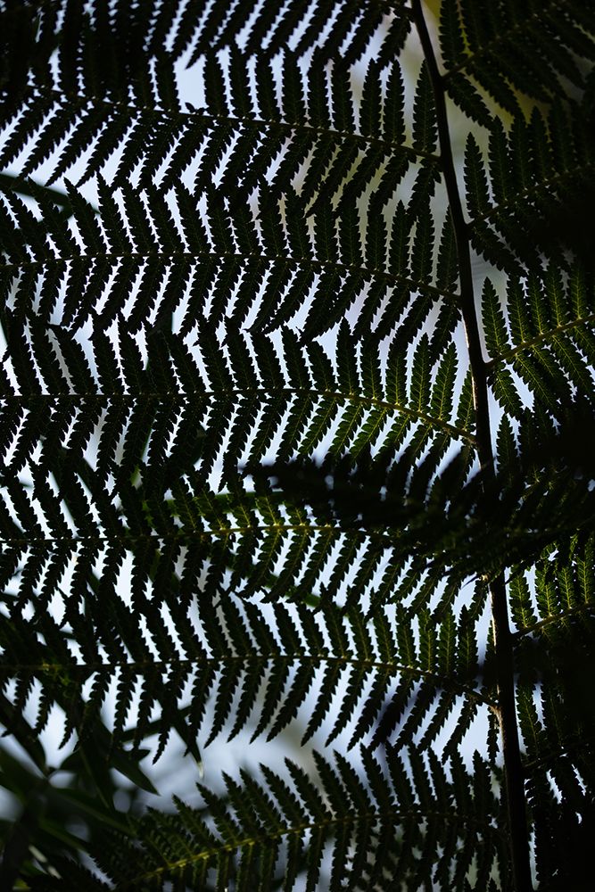 Fern Leaves_1 art print by 1x Studio III for $57.95 CAD