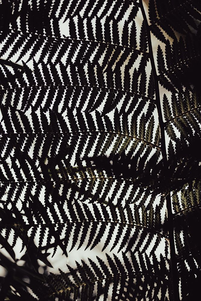 Fern Leaves_2 art print by 1x Studio III for $57.95 CAD