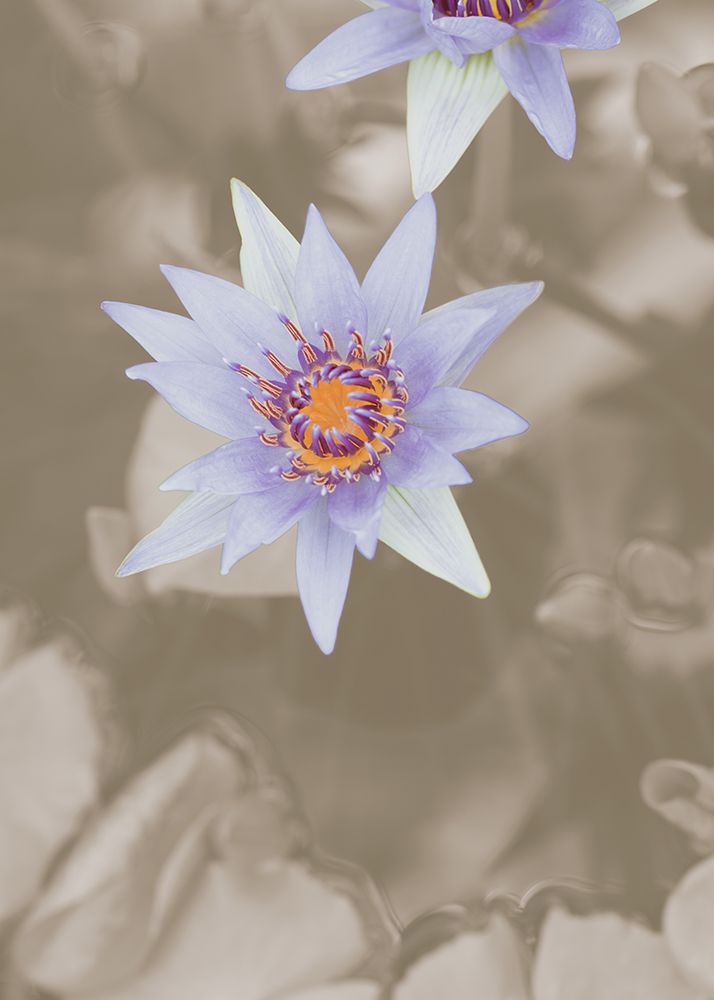 Purple Flower art print by 1x Studio III for $57.95 CAD