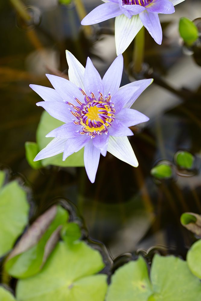 Purple Flower_2 art print by 1x Studio III for $57.95 CAD