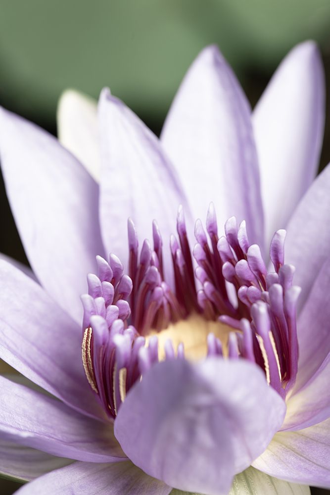 Purple flower close up art print by 1x Studio III for $57.95 CAD