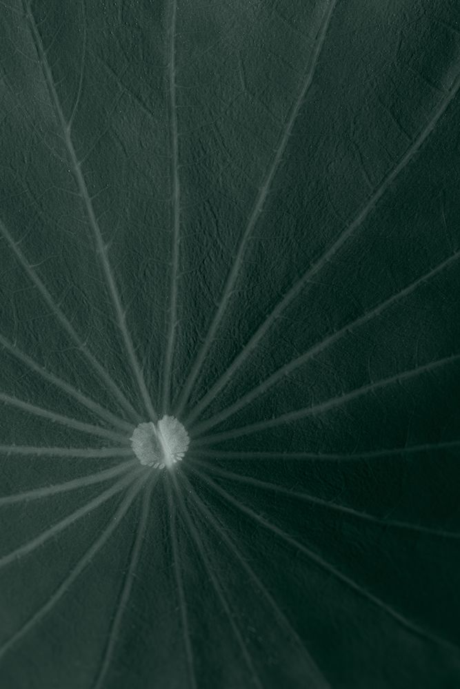 Dark green leaf art print by 1x Studio III for $57.95 CAD