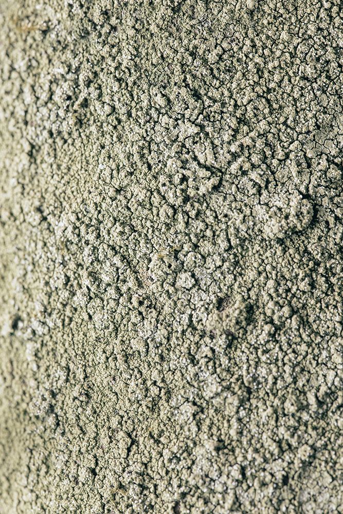 Moss art print by 1x Studio III for $57.95 CAD