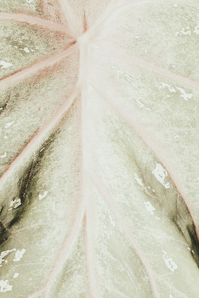 Light green leaf art print by 1x Studio III for $57.95 CAD