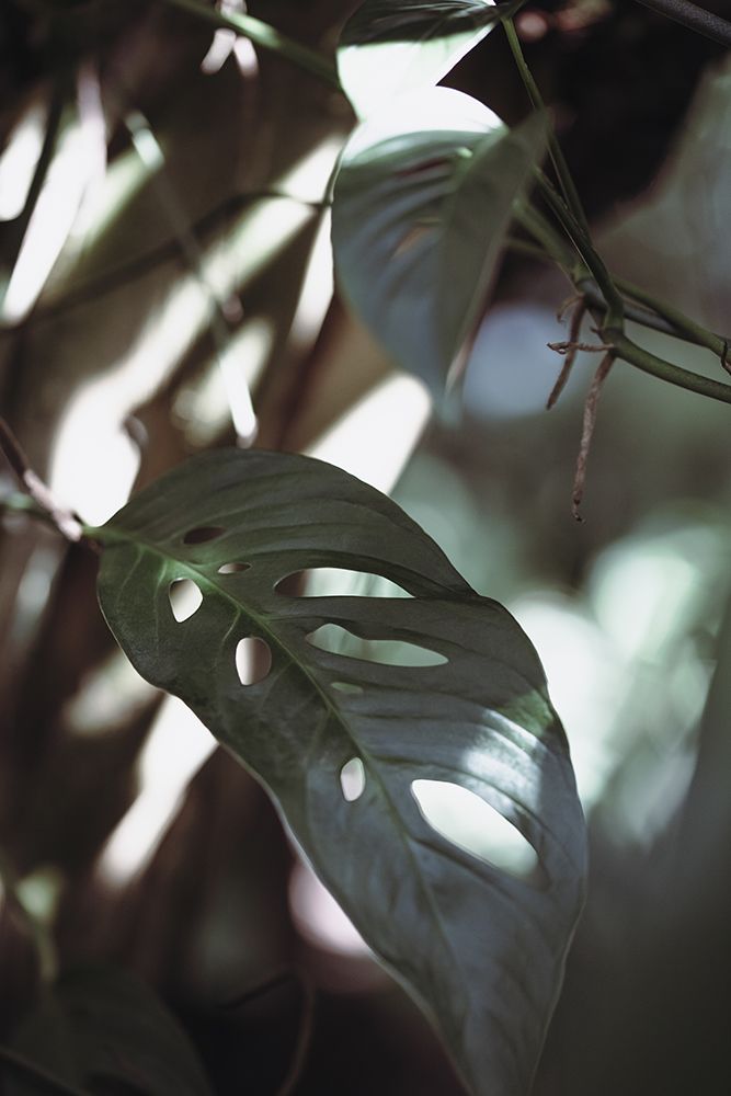 Monstrea Leaves Nature_1 art print by 1x Studio III for $57.95 CAD