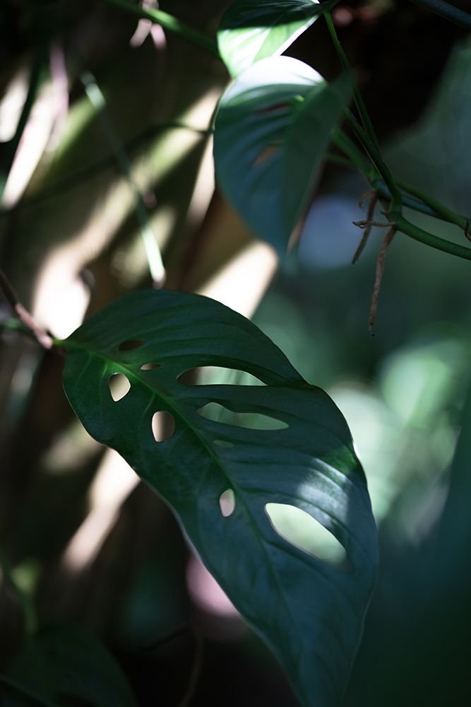 Monstrea Leaves Nature_2 art print by 1x Studio III for $57.95 CAD