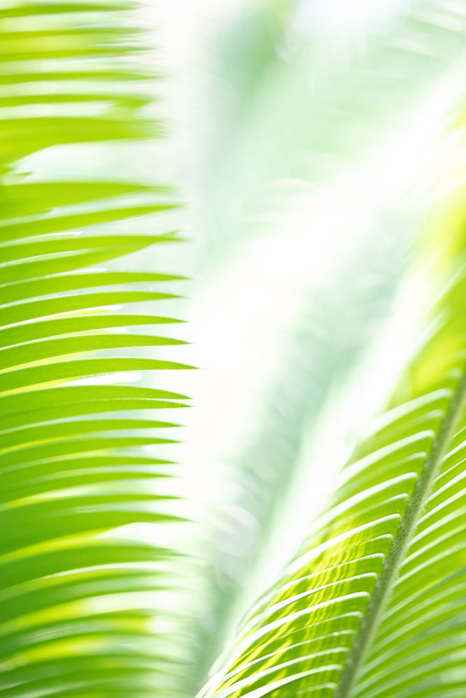 Light Palm tree leaves_1 art print by 1x Studio III for $57.95 CAD
