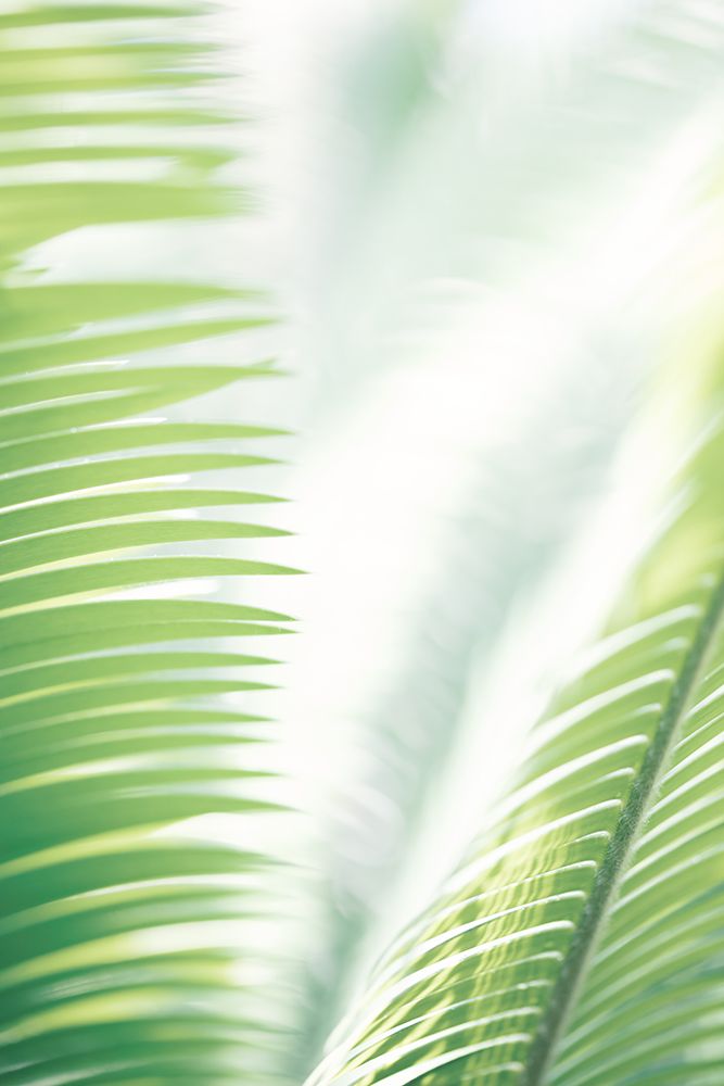 Light Palm tree leaves_2 art print by 1x Studio III for $57.95 CAD