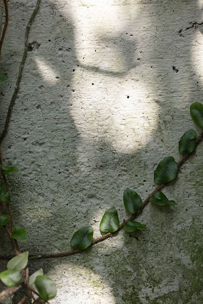 Wall-climbing plant art print by 1x Studio III for $57.95 CAD
