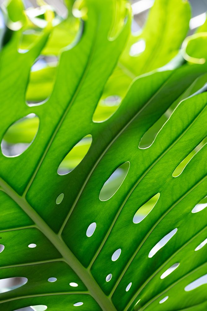 Graphic Leaf_1 art print by 1x Studio III for $57.95 CAD