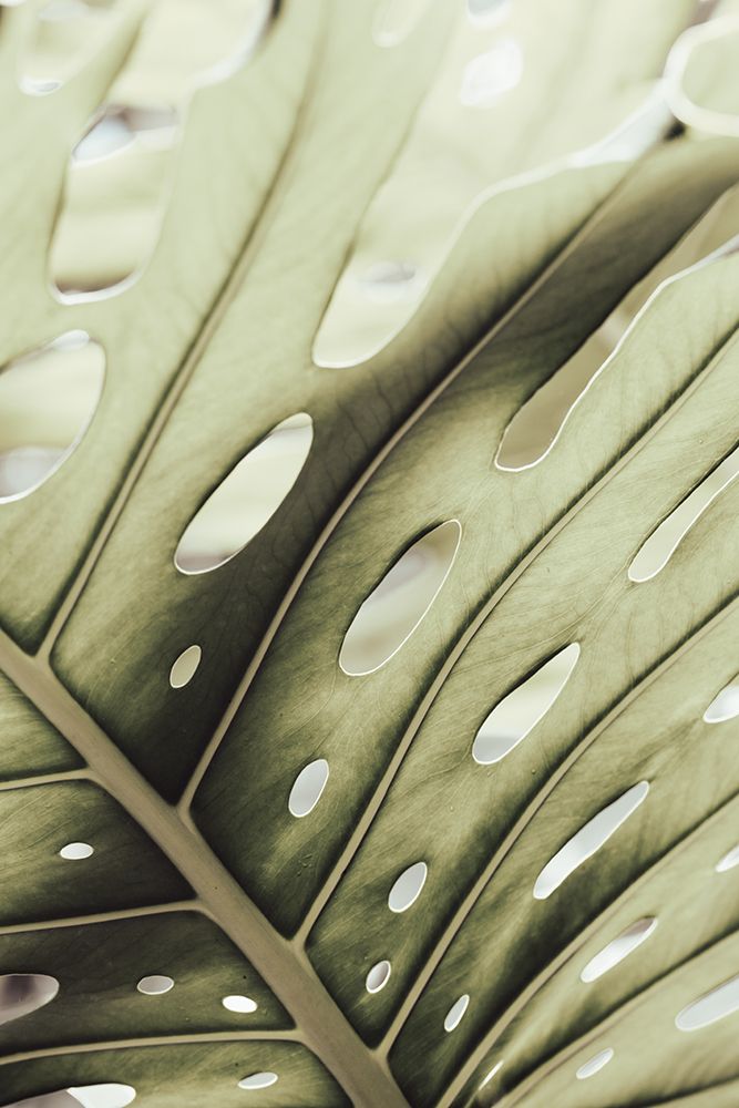 Graphic Leaf_2 art print by 1x Studio III for $57.95 CAD