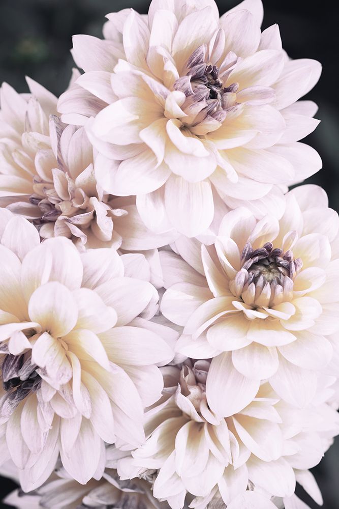 Pinkish Flowers art print by 1x Studio III for $57.95 CAD