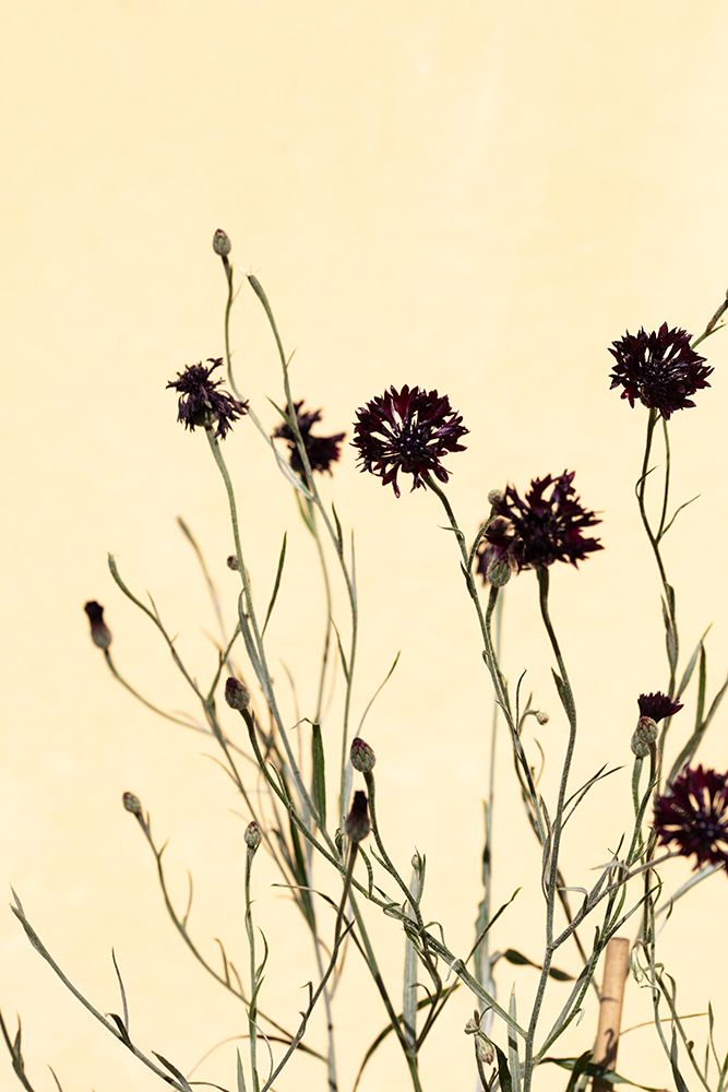 Withered flowers art print by 1x Studio III for $57.95 CAD