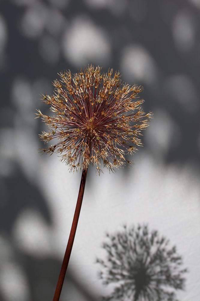 Withered flower-seed house_1 art print by 1x Studio III for $57.95 CAD
