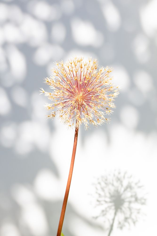 Withered flower-seed house_2 art print by 1x Studio III for $57.95 CAD