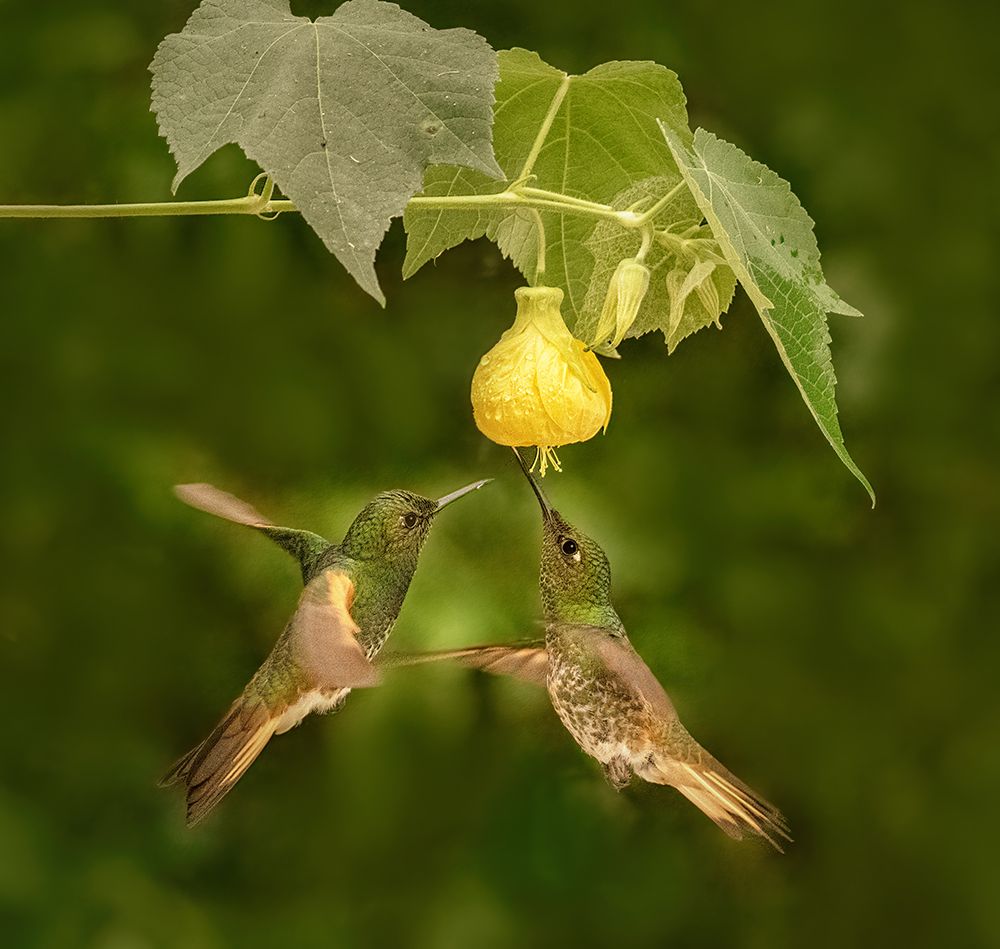 A Pair Of Buff-Tailed Coronets art print by Sheila Xu for $57.95 CAD