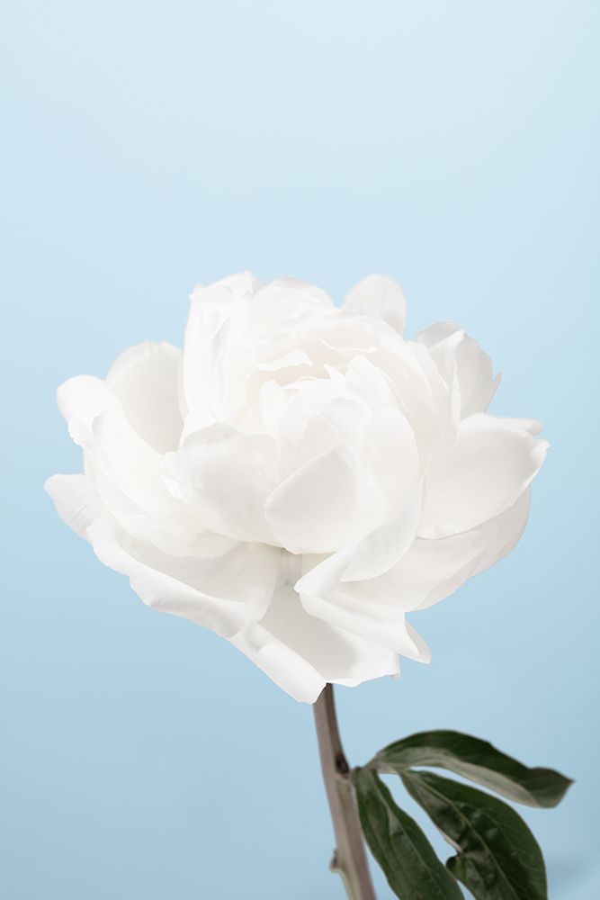 Peony_1 art print by 1x Studio III for $57.95 CAD