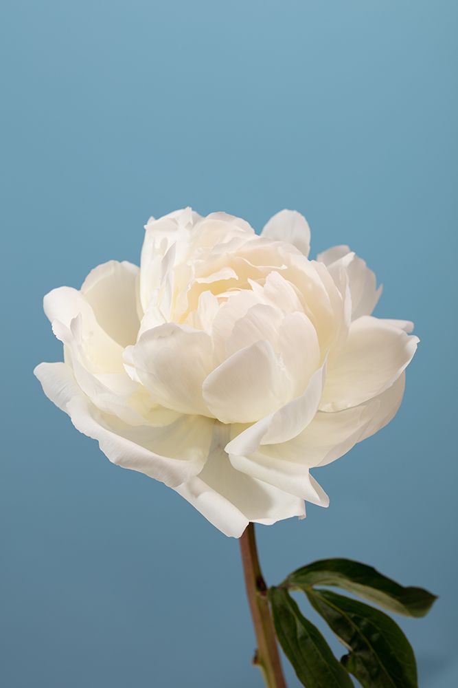 Peony_2 art print by 1x Studio III for $57.95 CAD