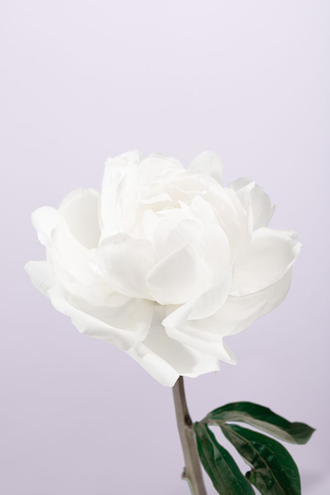 Peony_3 art print by 1x Studio III for $57.95 CAD