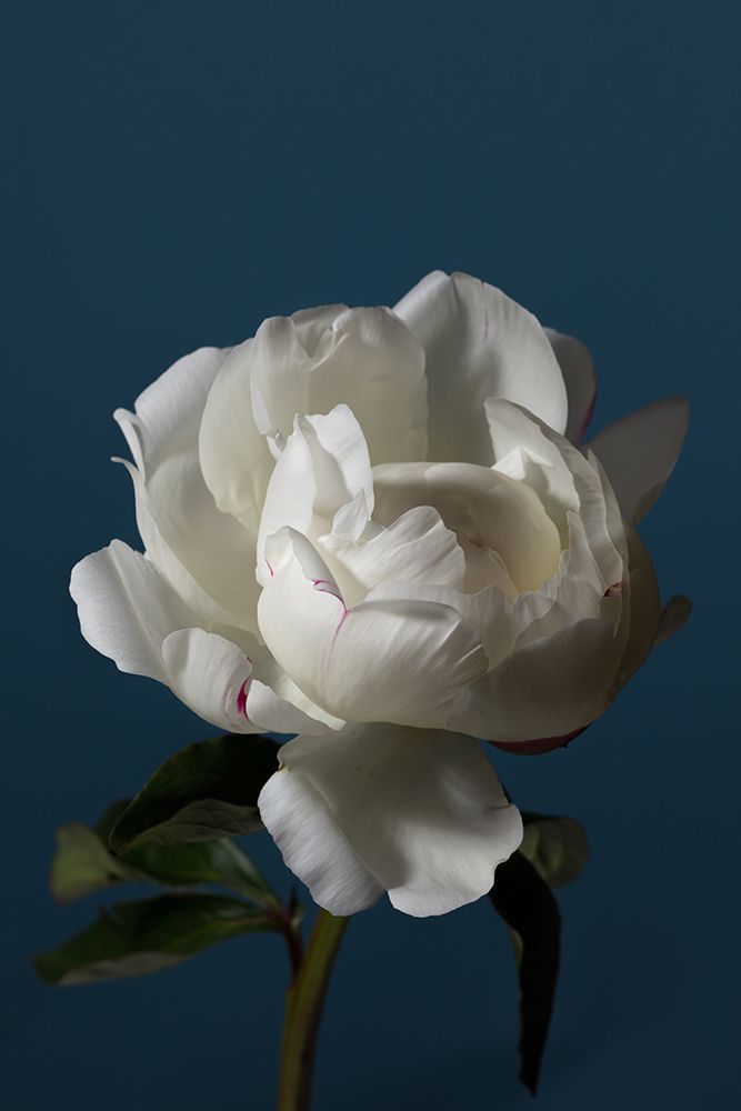 Peony_4 art print by 1x Studio III for $57.95 CAD