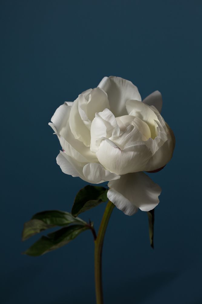 Peony_6 art print by 1x Studio III for $57.95 CAD