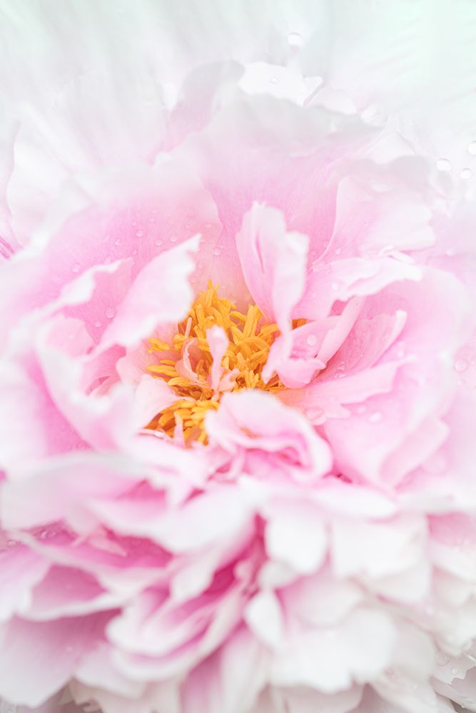 Peony_6 art print by 1x Studio III for $57.95 CAD