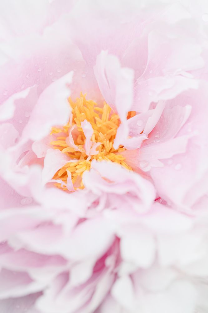 Peony_7 art print by 1x Studio III for $57.95 CAD