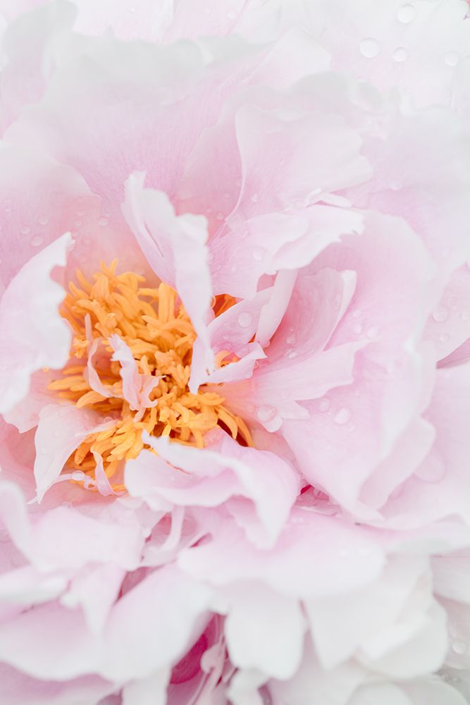Peony_8 art print by 1x Studio III for $57.95 CAD