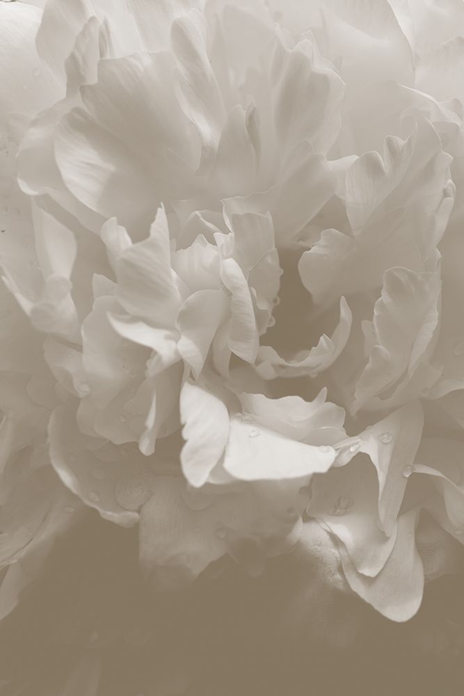 Peony_9 art print by 1x Studio III for $57.95 CAD