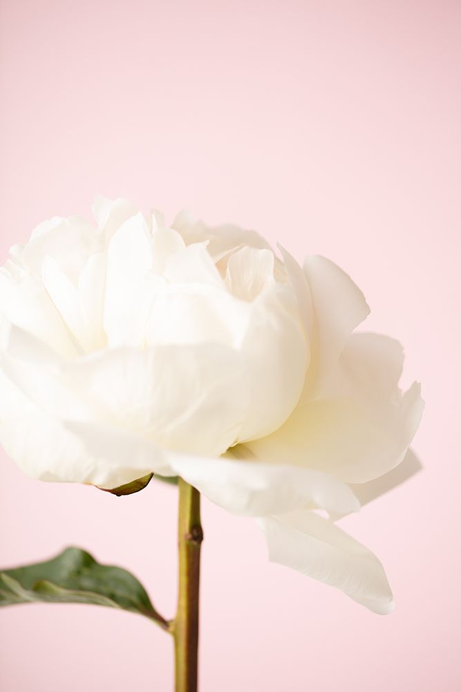 Peony_12 art print by 1x Studio III for $57.95 CAD