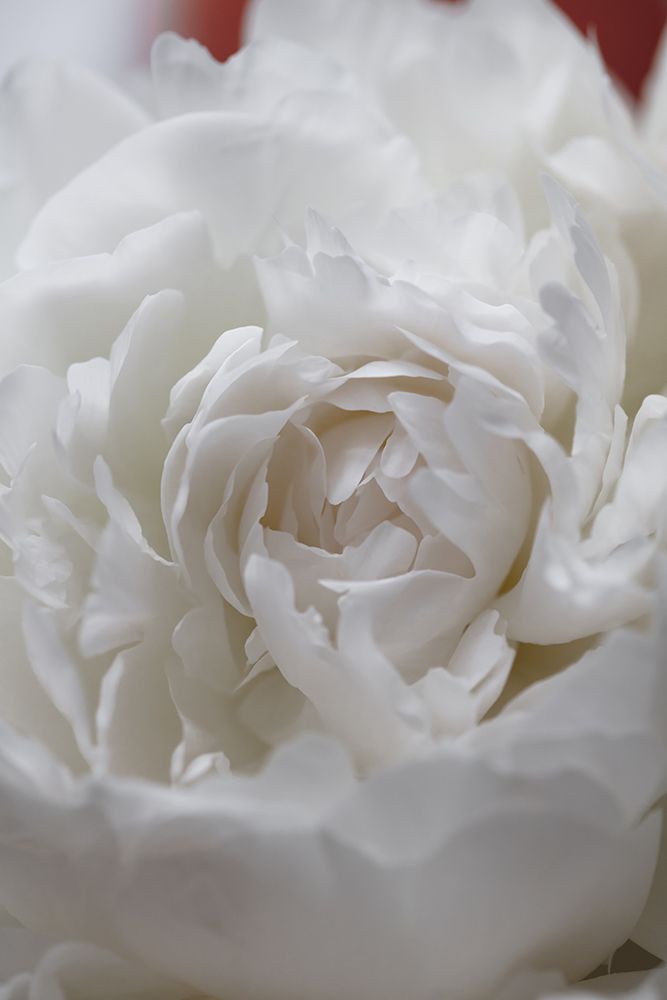 Peony_13 art print by 1x Studio III for $57.95 CAD