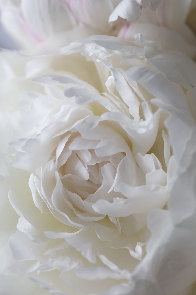 Peony_14 art print by 1x Studio III for $57.95 CAD