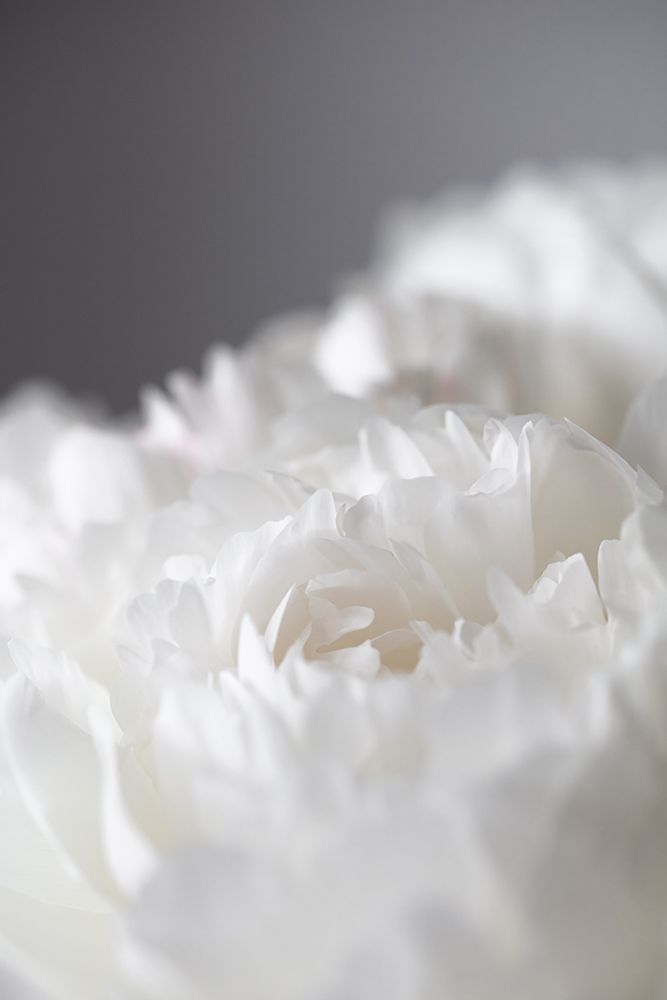 Peony_15 art print by 1x Studio III for $57.95 CAD