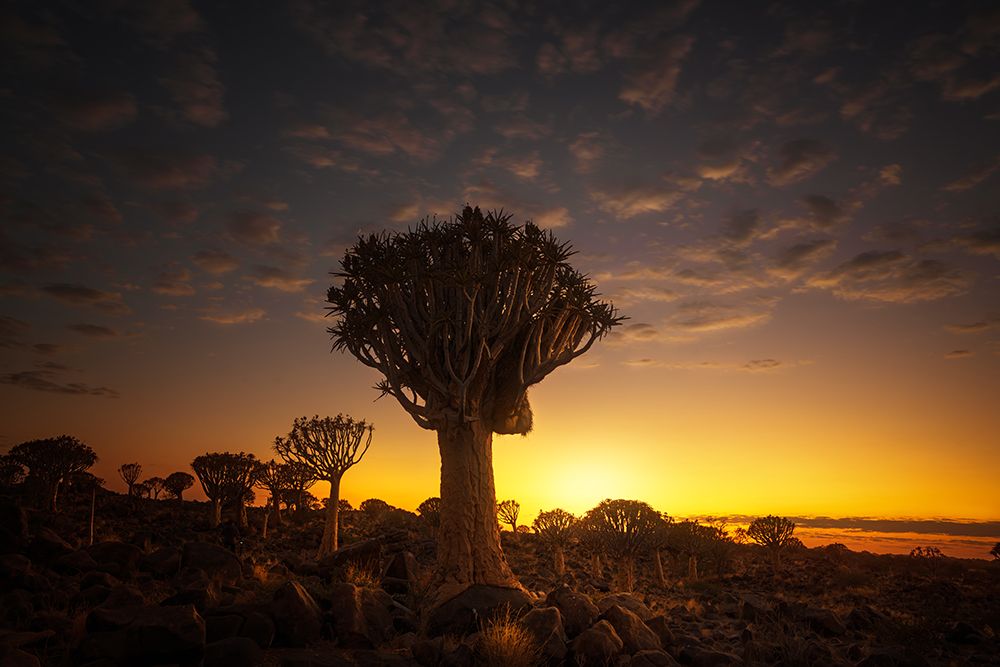 At Sunrise 7R45806 art print by Joanaduenas for $57.95 CAD