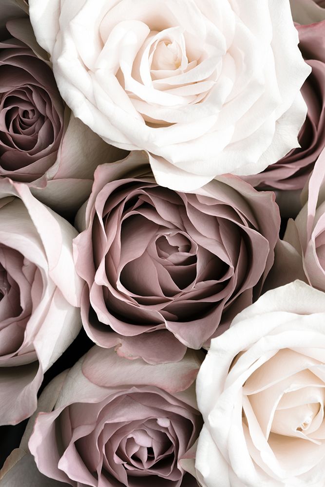 Roses art print by 1x Studio III for $57.95 CAD