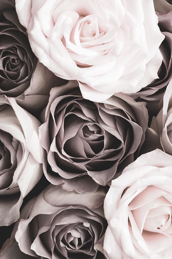 Roses art print by 1x Studio III for $57.95 CAD